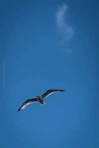 Seagull