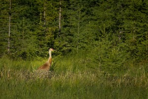 The Sandhill crane 2