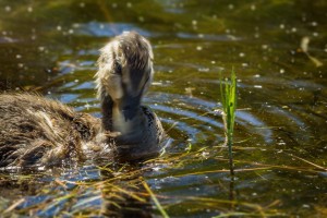 Duckling