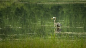 The great heron