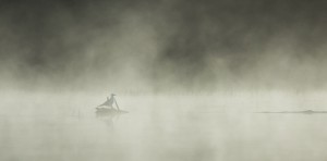 The seagull in the fog