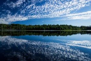 The comet of the woods