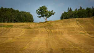 Champs de Ville-Marie - Web-2