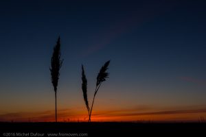 Ferns in the sunset
