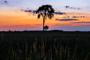 The tree and his little brother