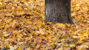 L'éléphant dans les feuilles