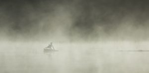 La mouette des brumes