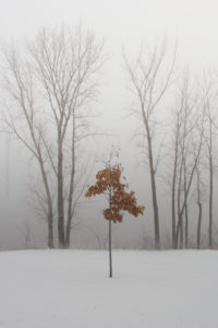 Le combatant de l'hiver - The winter fighter