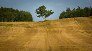 Champs de Ville-Marie - Web-2