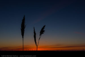 Fougères à la brunante