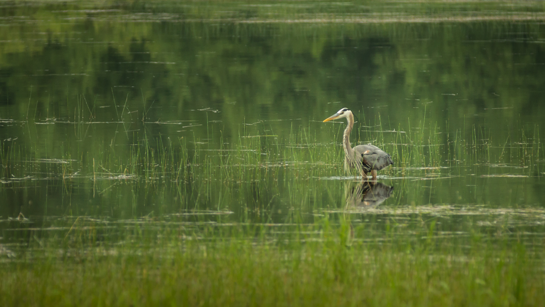 The great heron