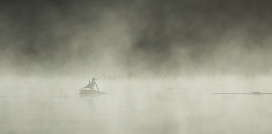 The seagull in the fog